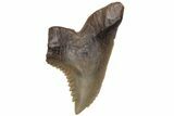 Bargain, Snaggletooth Shark (Hemipristis) Tooth #211649-1